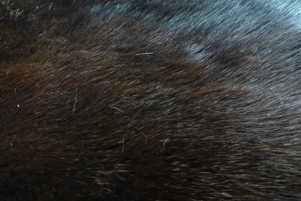 mink-247488_960_720
